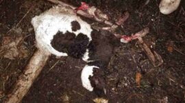 Kematian hewan ternak milik warga yang diduga diserang anjing hutan di kecamatan rancah.