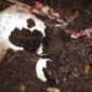 Kematian hewan ternak milik warga yang diduga diserang anjing hutan di kecamatan rancah.