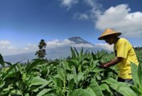 Petani tembakau, doc google.