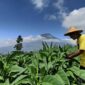 Petani tembakau, doc google.