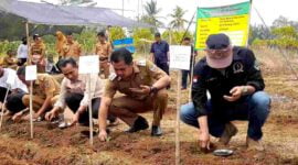 Wabup Ciamis, Yana D Putra tengah menanam bibit semangka.
