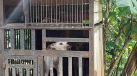 Anjing milik menantu Anah (55) didalam kandang.