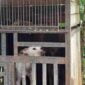 Anjing milik menantu Anah (55) didalam kandang.