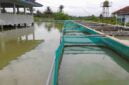 Kolam pembiakan ikan nila di Balai Benih Ikan (BBI) Sukamaju Ciamis.