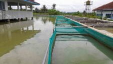 Kolam pembiakan ikan nila di Balai Benih Ikan (BBI) Sukamaju Ciamis.