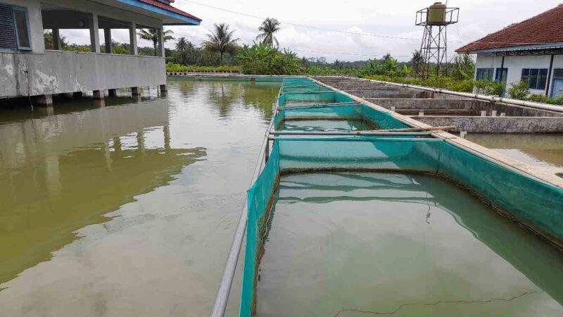 Kolam pembiakan ikan nila di Balai Benih Ikan (BBI) Sukamaju Ciamis.