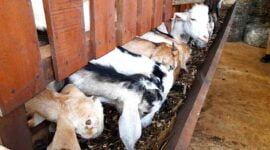 Peternakan kambing di Ciamis.
