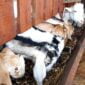 Peternakan kambing di Ciamis.