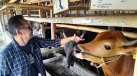 Peternakan Sapi Sriwijaya Farm yang terletak di Dusun Cibodas, Desa Cisadap, Kecamatan Ciamis.