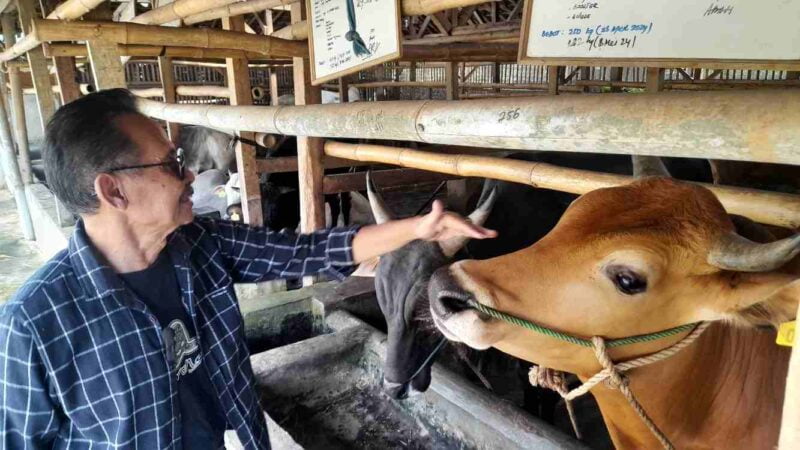 Peternakan Sapi Sriwijaya Farm yang terletak di Dusun Cibodas, Desa Cisadap, Kecamatan Ciamis.