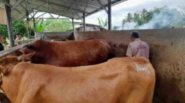 Pemeriksaan hewan kurban di Sriwijaya Farm.