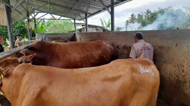 Pemeriksaan hewan kurban di Sriwijaya Farm.