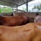 Pemeriksaan hewan kurban di Sriwijaya Farm.
