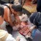 Pemeriksaan organ dalam hewan kurban oleh petugas dokter hewan Disnakan Ciamis.