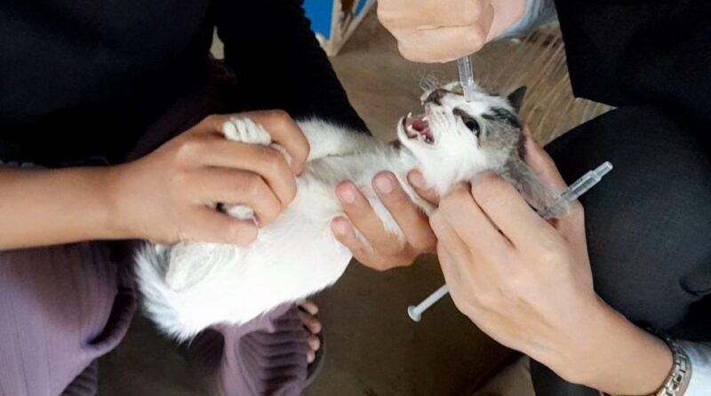 Anak kucing yang terinfeksi bakteri Chlamydia diberikan penanganan tetes mata.