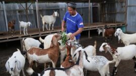 Agus Panca Saputra beternak kambing di Kampung Berseri Astra Layana Indah. (FOTO: Astra)