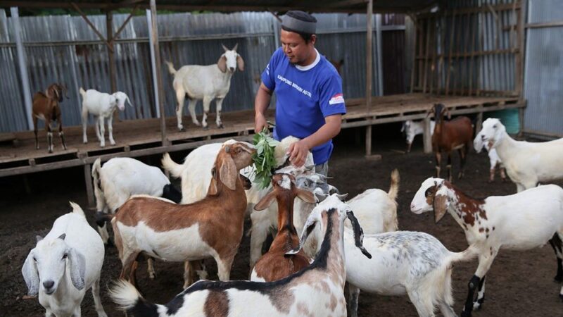 Agus Panca Saputra beternak kambing di Kampung Berseri Astra Layana Indah. (FOTO: Astra)