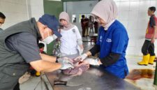 Pemeriksaan post mortem di RPH Ciamis.