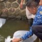 Restocking ikan nila di Situ Rancamaya.