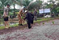 Tandur perdana padi organik di lahan demplot petani organik Wewengkon Sawah Jambansari, Kelurahan Ciamis,