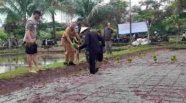 Tandur perdana padi organik di lahan demplot petani organik Wewengkon Sawah Jambansari, Kelurahan Ciamis,