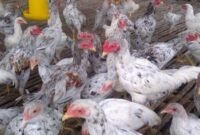 Ayam sentul, doc google.