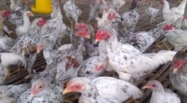 Ayam sentul, doc google.