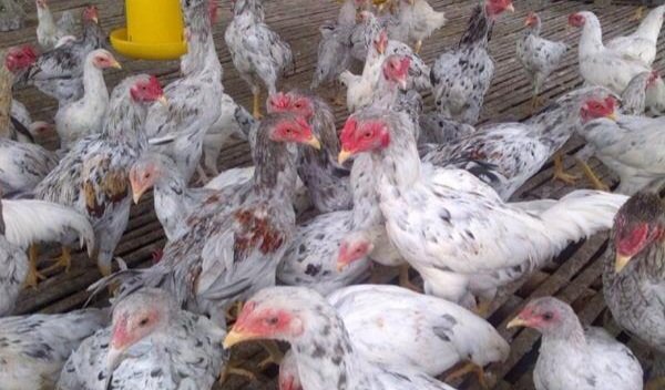 Ayam sentul, doc google.