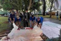 Ketua Panitia penyembelihan hewan kurban Masjid Agung Ciamis, H. Kurnia tengah meninjau pemotongan hewan kurban.