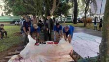 Ketua Panitia penyembelihan hewan kurban Masjid Agung Ciamis, H. Kurnia tengah meninjau pemotongan hewan kurban.