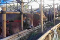Daya beli hewan kurban sapi menurun.
