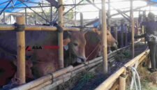 Daya beli hewan kurban sapi menurun.