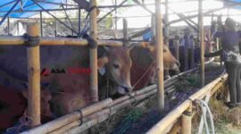 Daya beli hewan kurban sapi menurun.