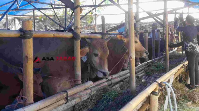 Daya beli hewan kurban sapi menurun.