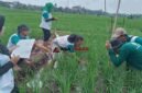 Sekolah Lapang Pertanian di  Kelurahan Cigembor Kecamatan Ciamis, Senin (8/6/2026).