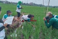 Sekolah Lapang Pertanian di Kelurahan Cigembor Kecamatan Ciamis, Senin (8/6/2026).