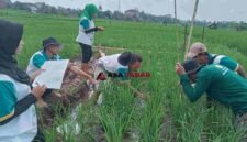 Sekolah Lapang Pertanian di  Kelurahan Cigembor Kecamatan Ciamis, Senin (8/6/2026).