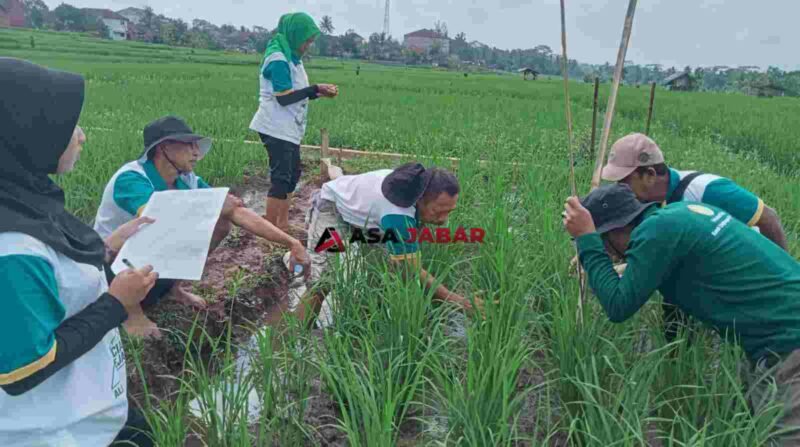 Sekolah Lapang Pertanian di  Kelurahan Cigembor Kecamatan Ciamis, Senin (8/6/2026).