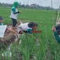 Sekolah Lapang Pertanian di  Kelurahan Cigembor Kecamatan Ciamis, Senin (8/6/2026).