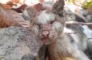Seekor kucing milik Ibek, warga Sindangkasih, Ciamis, ditemukan meninggal dunia akibat penyakit skabies akut.