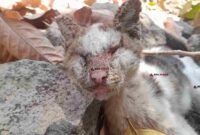 Seekor kucing milik Ibek, warga Sindangkasih, Ciamis, ditemukan meninggal dunia akibat penyakit skabies akut.
