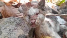 Seekor kucing milik Ibek, warga Sindangkasih, Ciamis, ditemukan meninggal dunia akibat penyakit skabies akut.