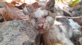 Seekor kucing milik Ibek, warga Sindangkasih, Ciamis, ditemukan meninggal dunia akibat penyakit skabies akut.