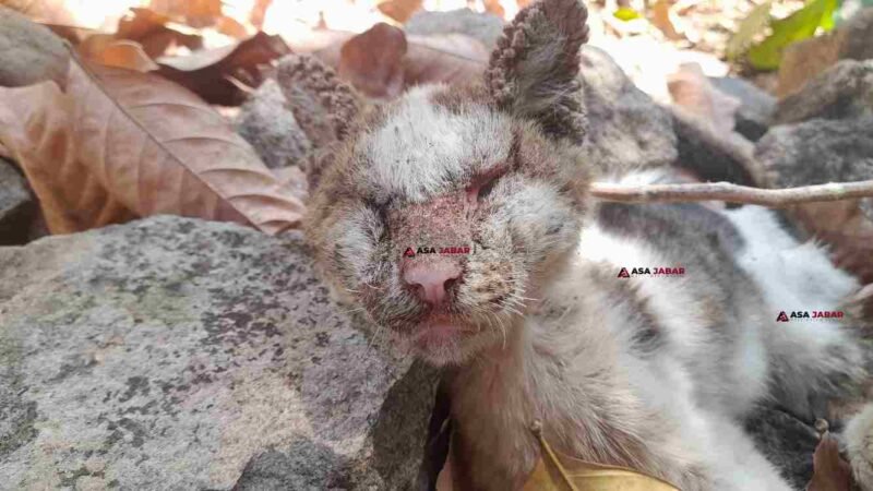 Seekor kucing milik Ibek, warga Sindangkasih, Ciamis, ditemukan meninggal dunia akibat penyakit skabies akut.