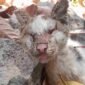 Seekor kucing milik Ibek, warga Sindangkasih, Ciamis, ditemukan meninggal dunia akibat penyakit skabies akut.